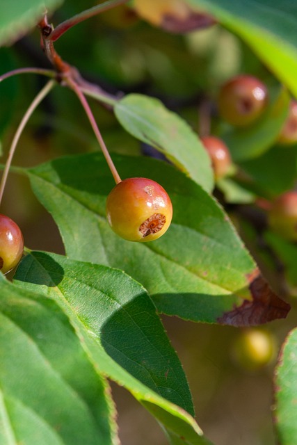 内线支柱 内线支柱