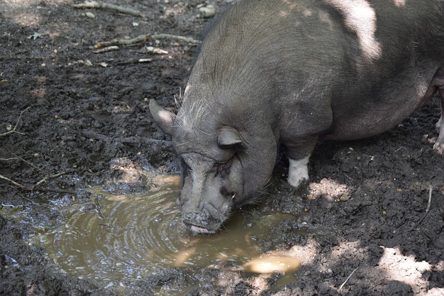 马奎尔绝杀 马奎尔绝杀