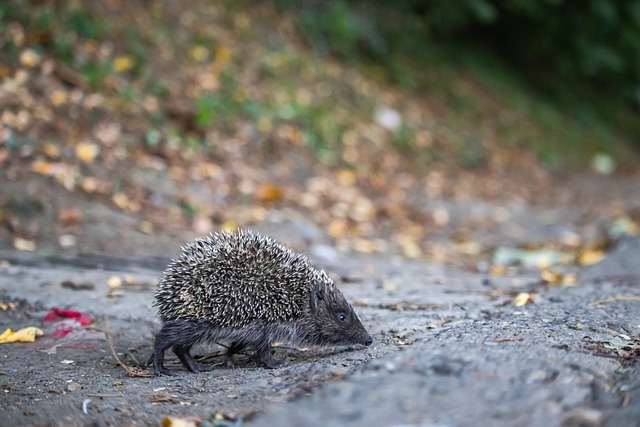 調查給曼城 調查給曼城