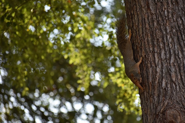 们对中国篮 们对中国篮
